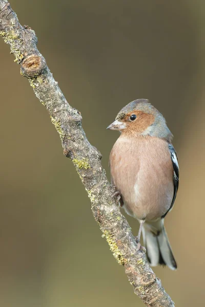 Chaffinch bird on nature — Stock Photo, Image