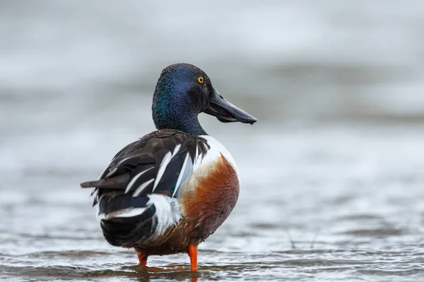 O pato de madeira ou pato Carolina — Fotografia de Stock