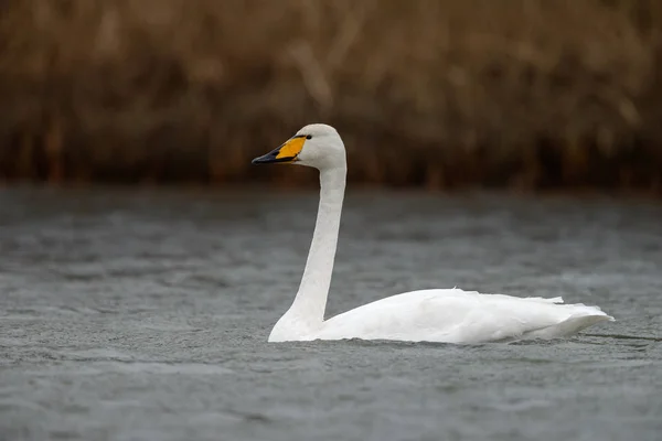 Whooper Swan ptak — Zdjęcie stockowe