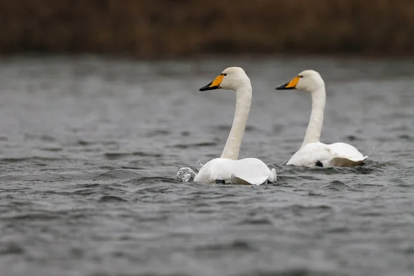 Sångsvan Swan fåglar — Stockfoto