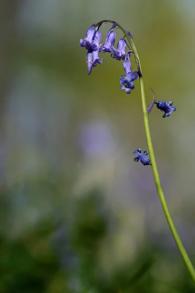 Bluebell, hallerbos Bélgica — Fotografia de Stock