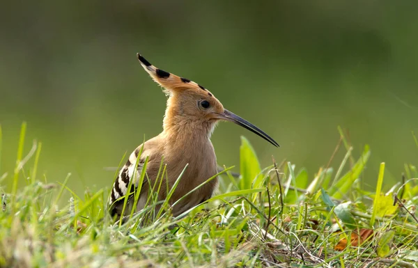 Härfågeln (Upupa epops) — Stockfoto