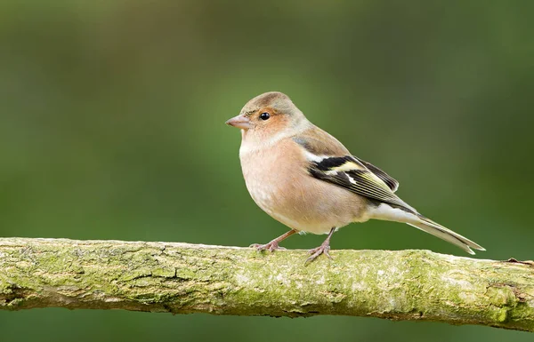 Chaffinch bird on nature — Stock Photo, Image