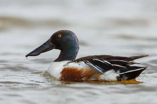 L'anatra di legno o anatra Carolina — Foto Stock