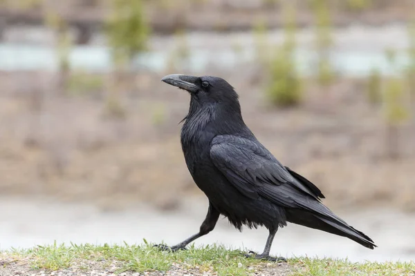 중독된 까마귀 (Corvus Cornix)) — 스톡 사진