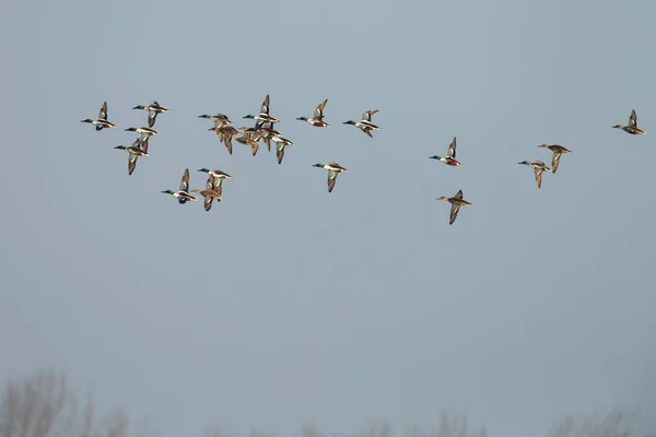 Eine Herde nördlicher Schaufel (anas clypeata) ) — Stockfoto