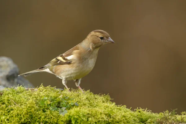 Chaffinch  bird  on nature — Stock Photo, Image