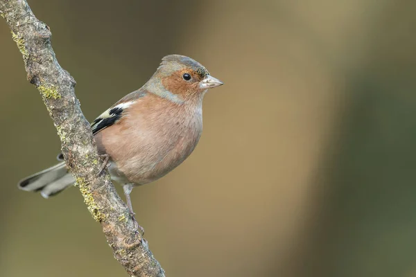 Buchfink über die Natur — Stockfoto