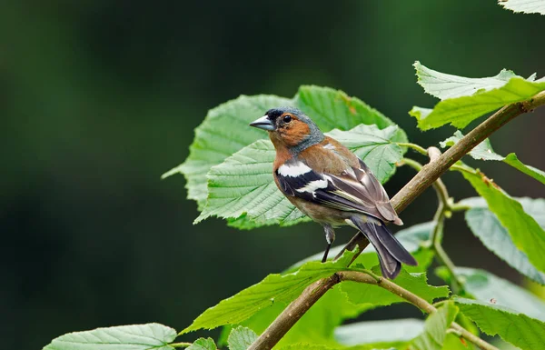 Uccello fringuello sulla natura — Foto Stock