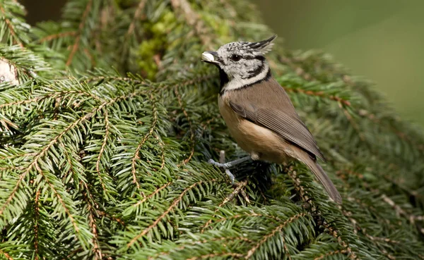 Crested tit in the forest — Stock Photo, Image