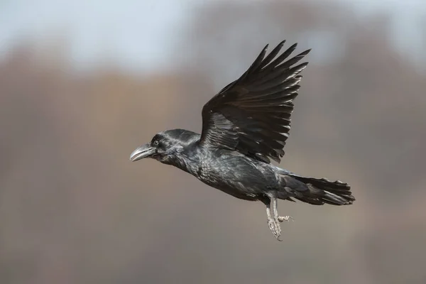 Gagak Berkerudung (Corvus Cornix) — Stok Foto