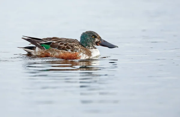 O pato de madeira ou pato Carolina — Fotografia de Stock