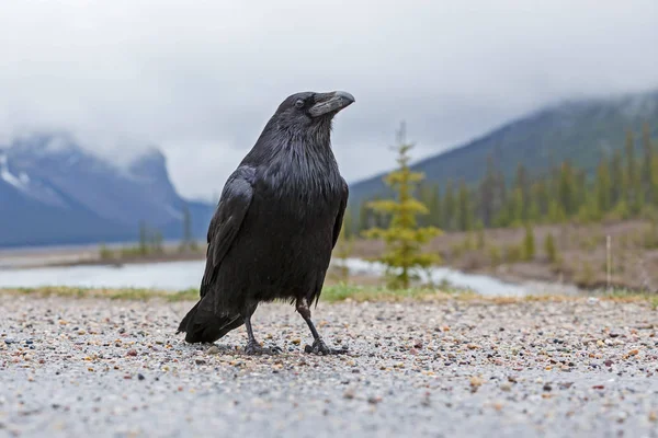 ฮู้ดคราวน์ ( Corvus cornix ) — ภาพถ่ายสต็อก