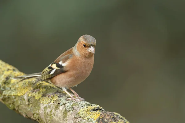 Chaffinch pájaro en la naturaleza —  Fotos de Stock