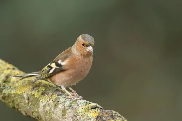 Chaffinch pájaro en la naturaleza — Foto de Stock