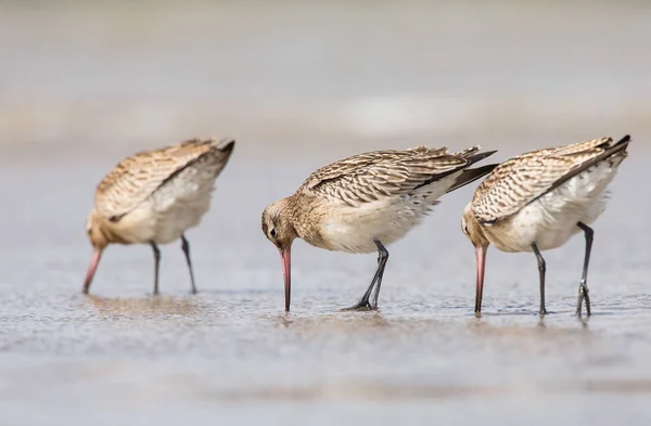 Aves de cola de bar Godwit —  Fotos de Stock