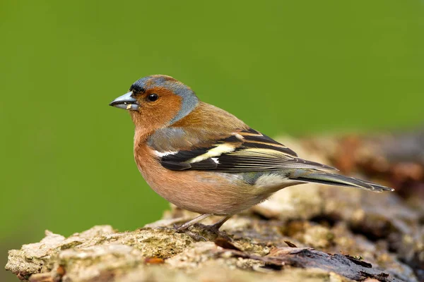 Chaffinch pájaro en la naturaleza — Foto de Stock