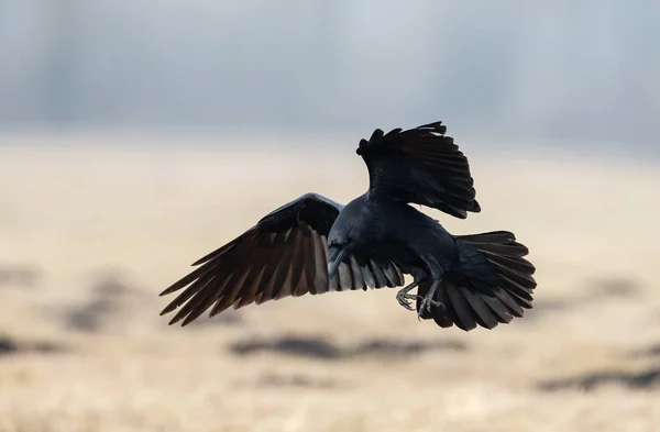 Kapuzenkrähe (Corvus Cornix)) — Stockfoto