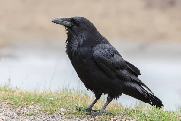 Kapüşonlu Karga (Corvus Cornix)