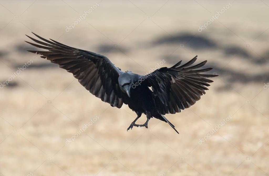カラス写真素材 ロイヤリティフリーカラス画像 Depositphotos カラス写真素材 ロイヤリティフリーカラス画像 Depositphotos