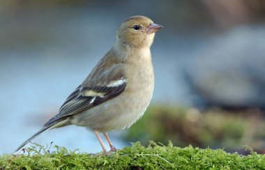 İspinoz kuşu niteliğine