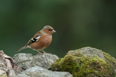 Chaffinch bird on nature  clipart