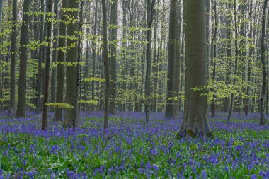güzel çiçek açan bluebell orman 