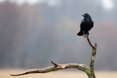 hooded crow (Corvus cornix) clipart