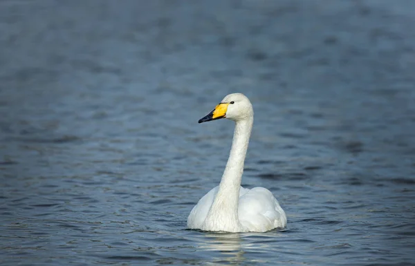 Pássaro cisne Whooper — Fotografia de Stock