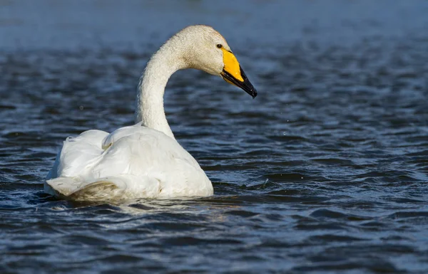 Αγριόκυκνοι Swan πουλί — Φωτογραφία Αρχείου