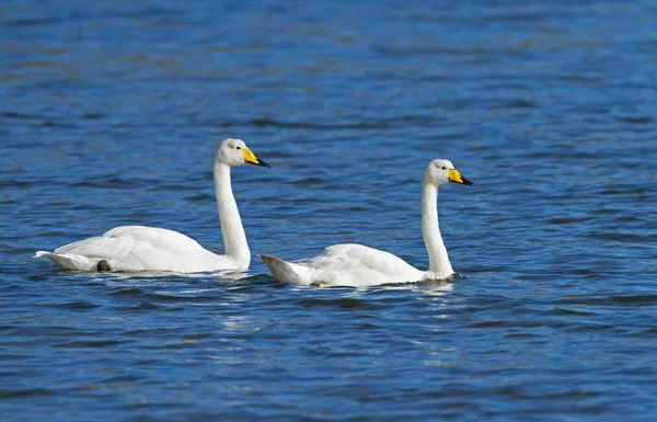 Pássaros de cisne Whooper — Fotografia de Stock