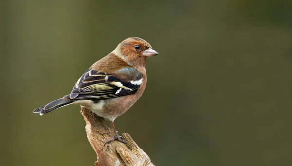 Chaffinch pájaro en la naturaleza — Foto de Stock