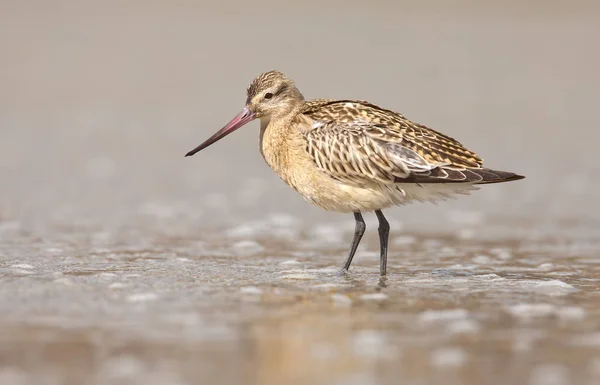 Bar-tailed Godwit  bird — Stock Photo, Image