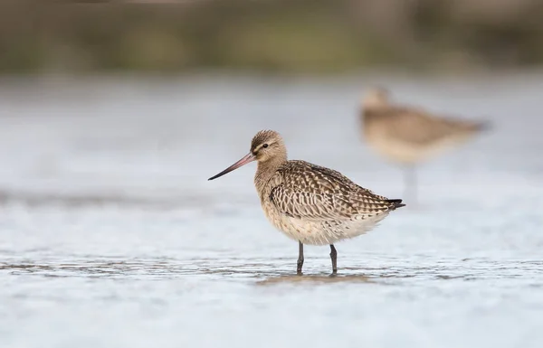 Pássaros Godwit de cauda de barra — Fotografia de Stock