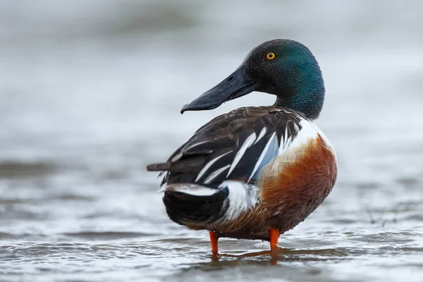 Den wood duck eller Carolina anka — Stockfoto