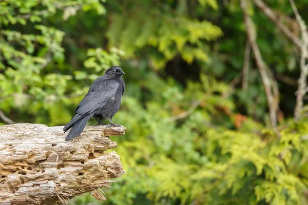 Hooded crow (Corvus cornix) — Stock Photo, Image