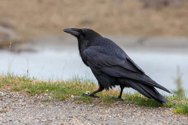 Kapüşonlu Karga (Corvus Cornix)