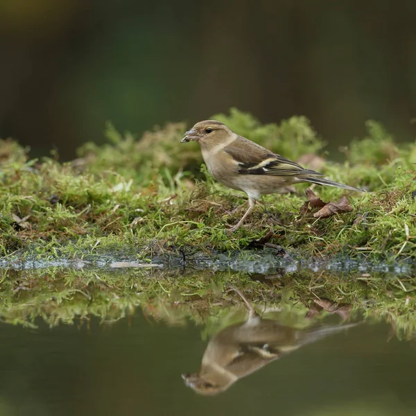 Chaffinch pájaro en la naturaleza — Foto de Stock