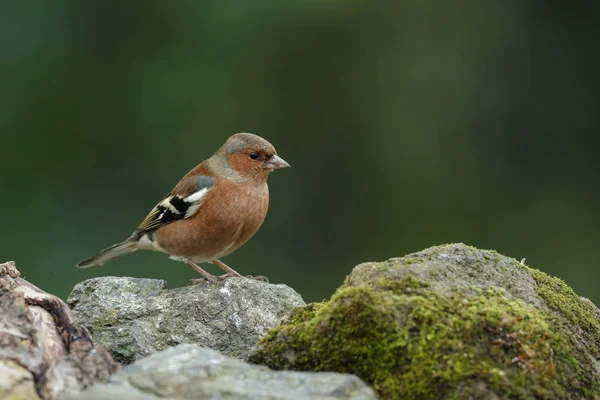 Chaffinch pássaro na natureza — Fotografia de Stock