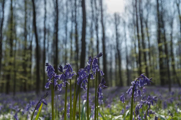 Bluebell, hallerbos Belgium — Stock Photo, Image