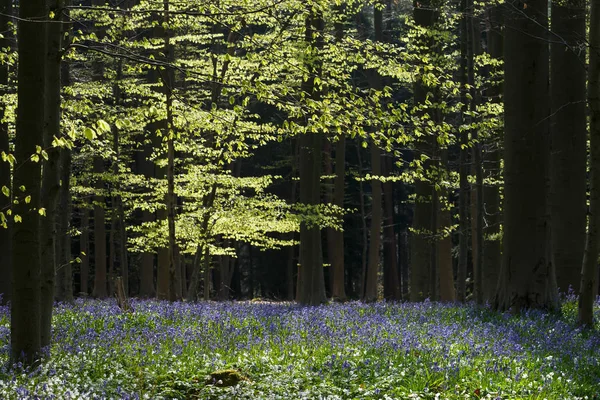 Schön blühender Blauglockenwald — Stockfoto