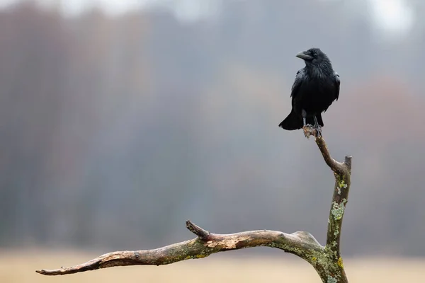 Kapüşonlu Karga (Corvus Cornix)
