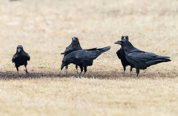 กวางที่สวมฮู้ด ( Corvus cornix ) — ภาพถ่ายสต็อก