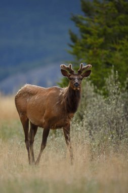 Elk portresi niteliğine