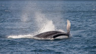 Long Beach gri balina kuyruğu