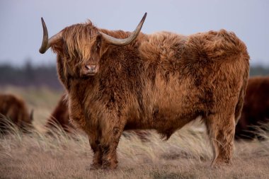 Highland Cows on nature clipart