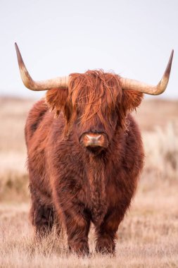 Highland inek niteliğine