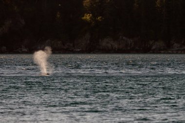 long Beach gri balina