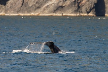 Long Beach gri balina kuyruğu