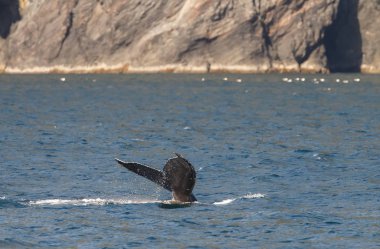 Long Beach gri balina kuyruğu